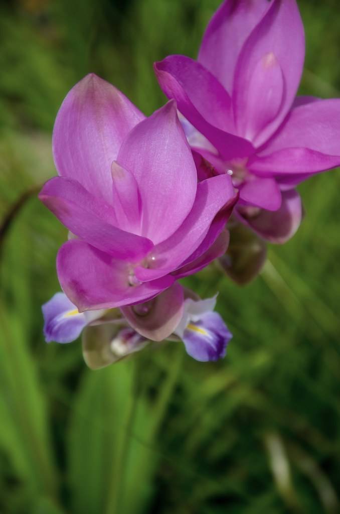 Siam tulip