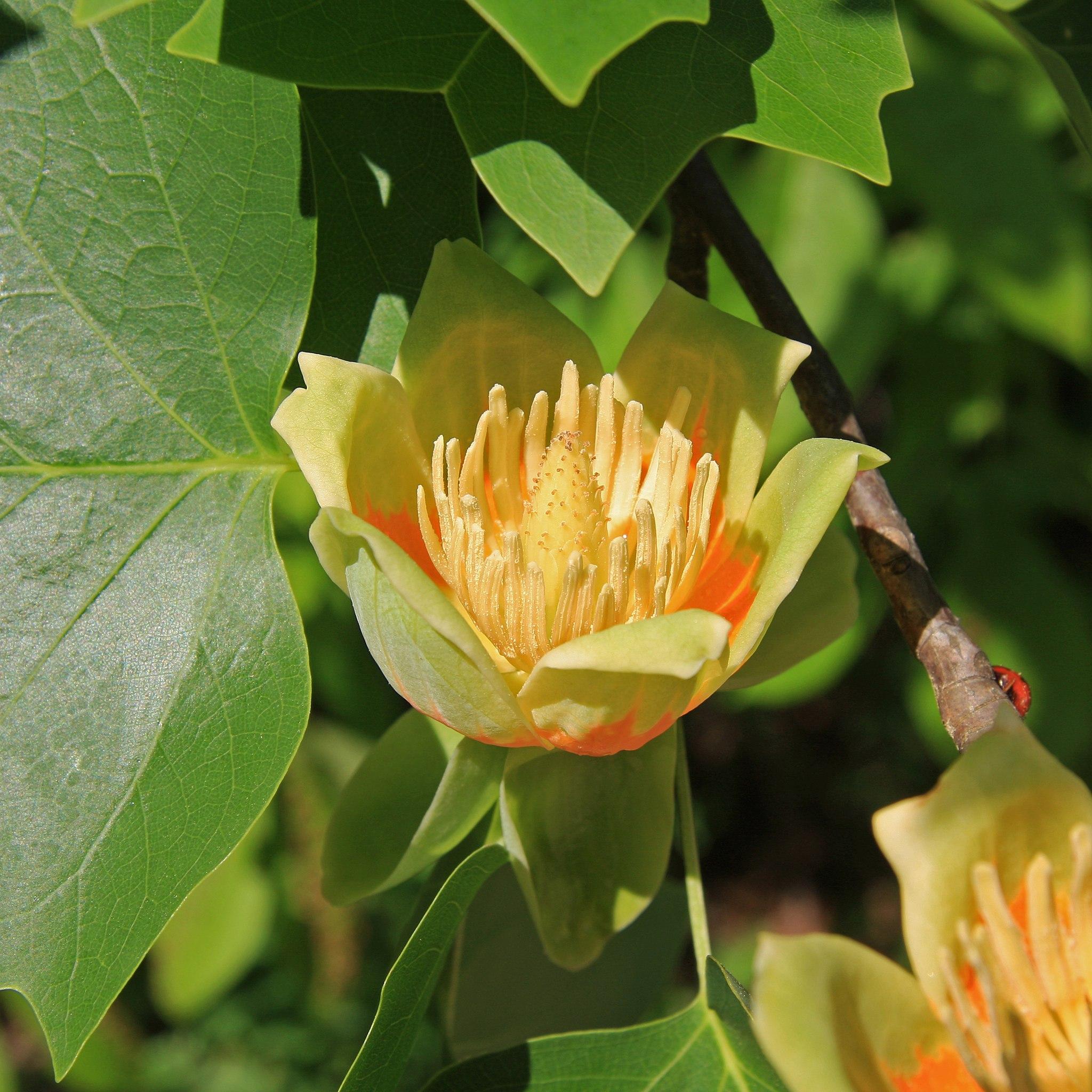 Tuliptree