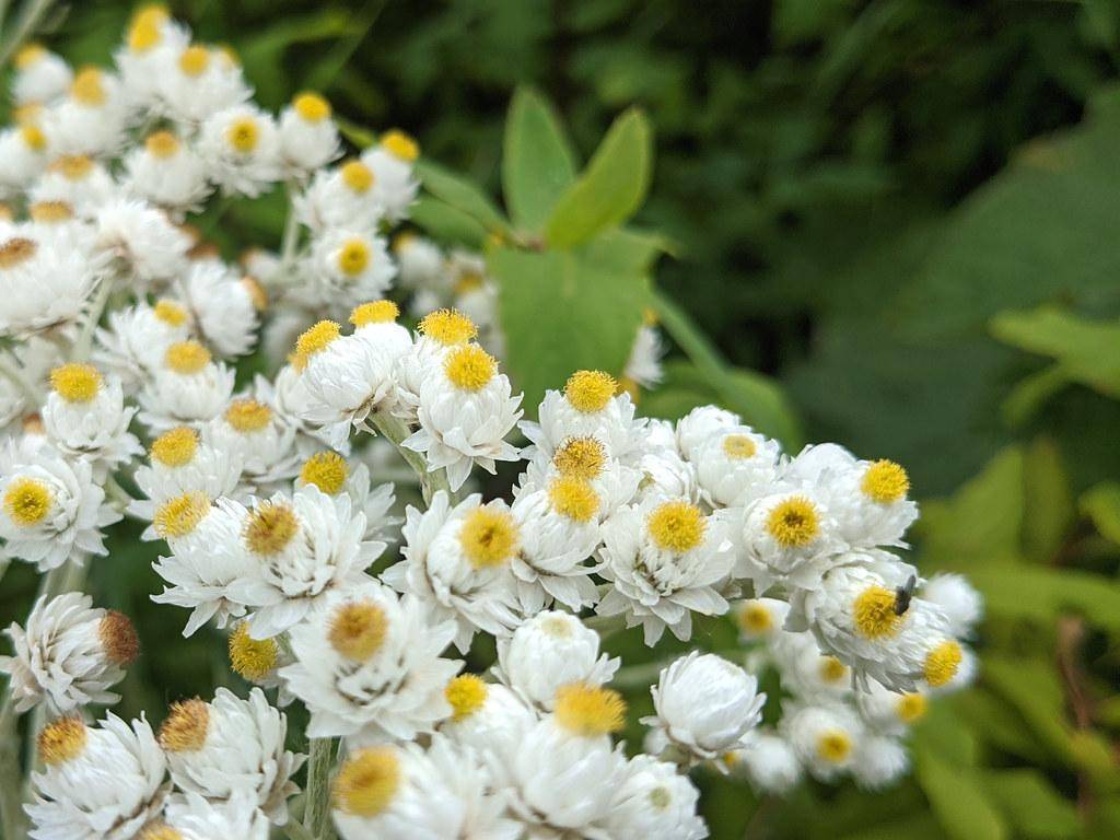 pearly everlasting