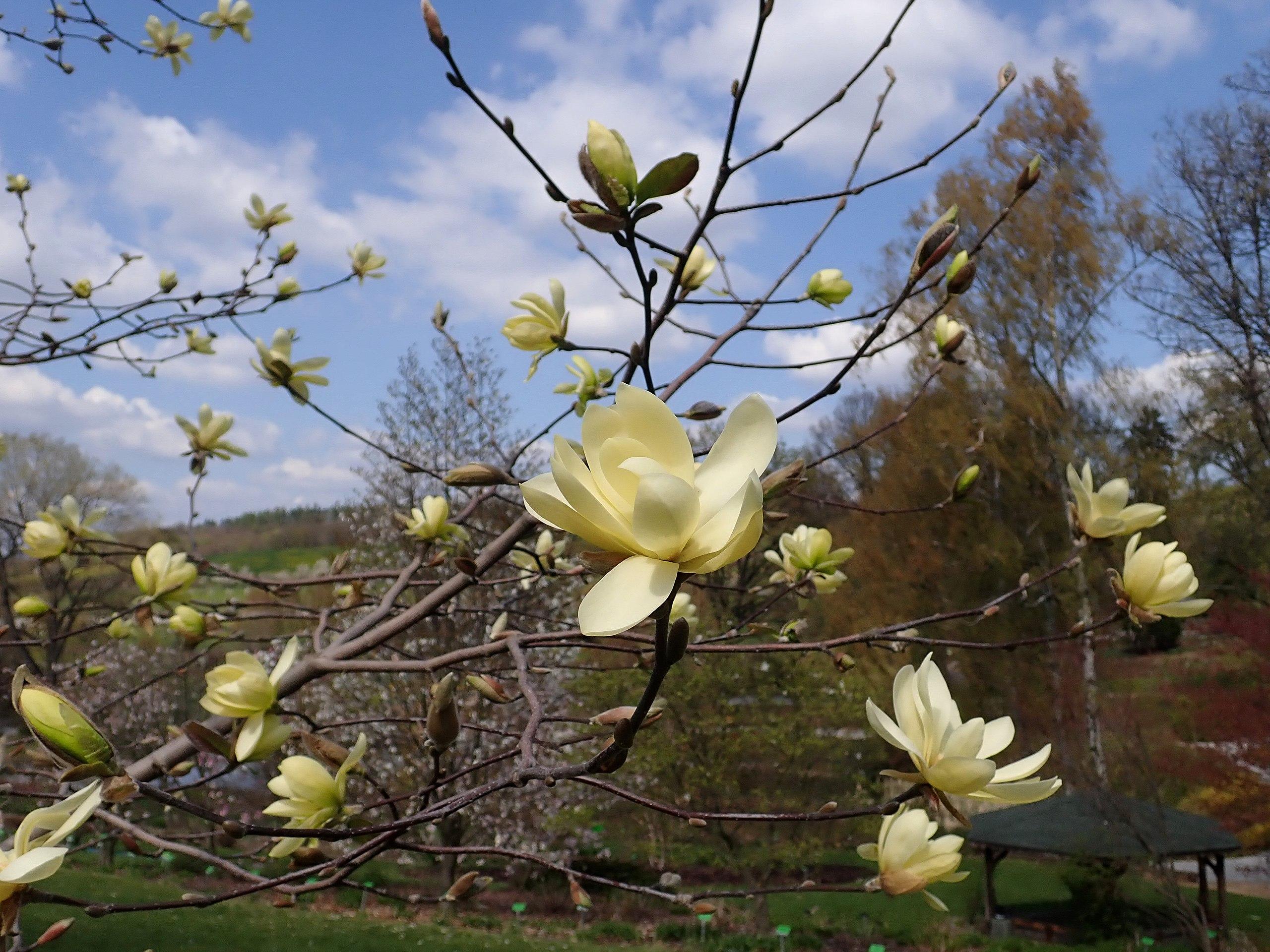 Gold Star Magnolia